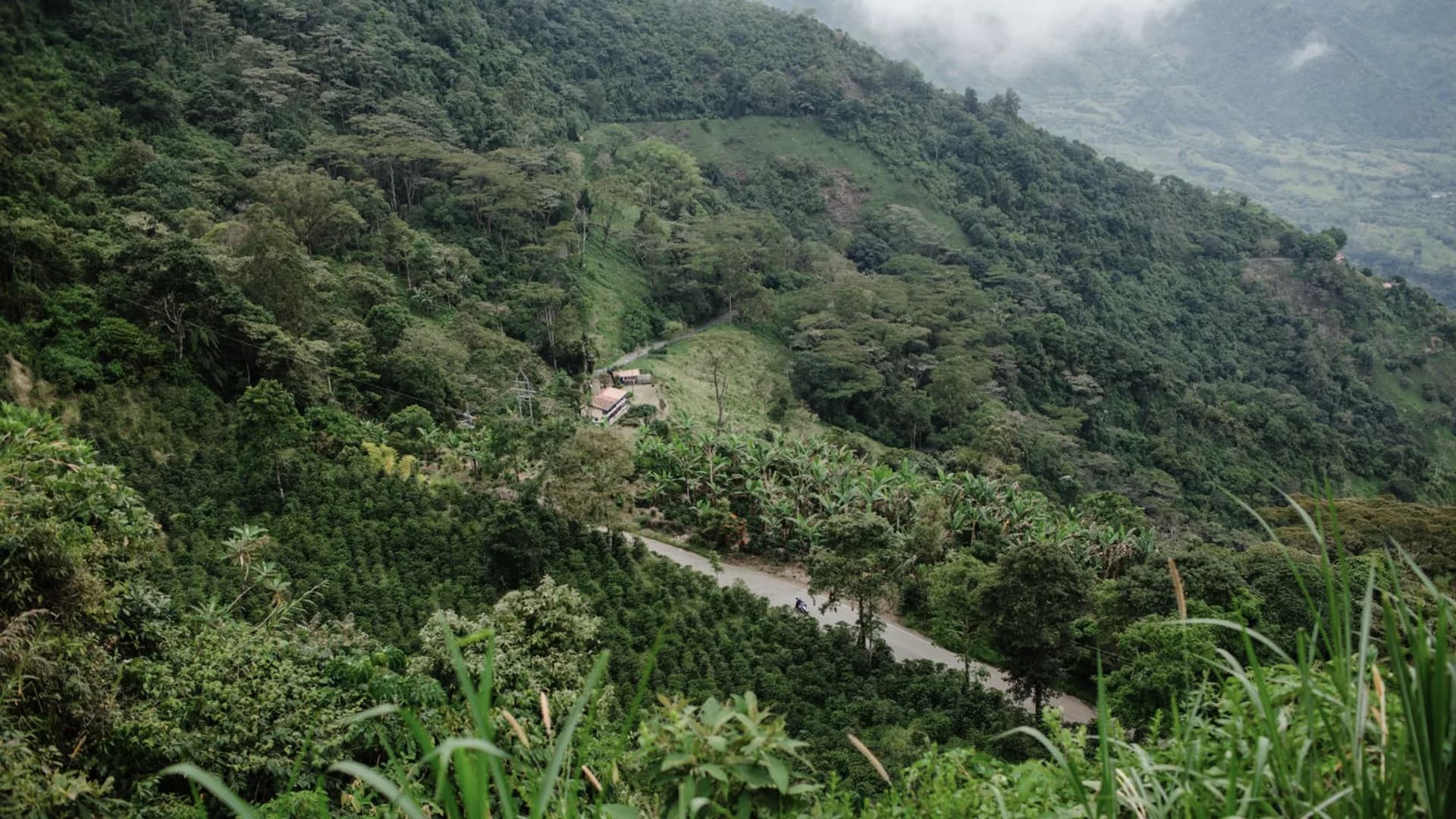 Terraced coffee plantations running down a green hillside.