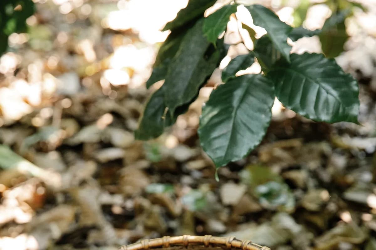 A woven basket heaped with freshly picked red coffee cherries.