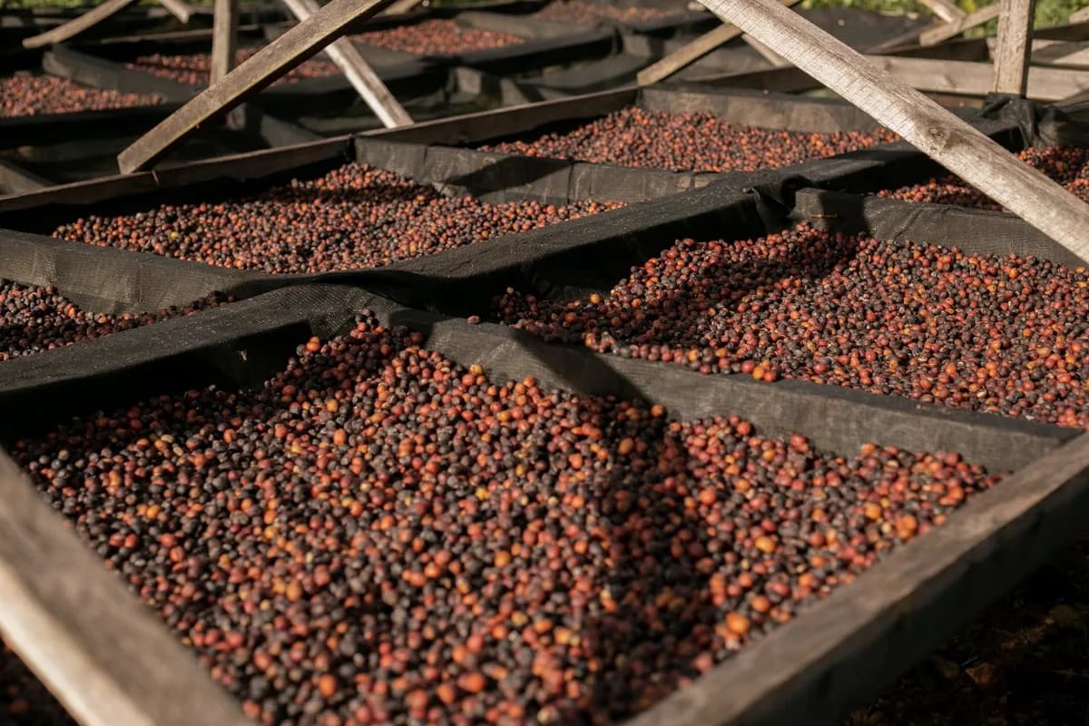Coffee cherries spread across raised drying beds in full sun.